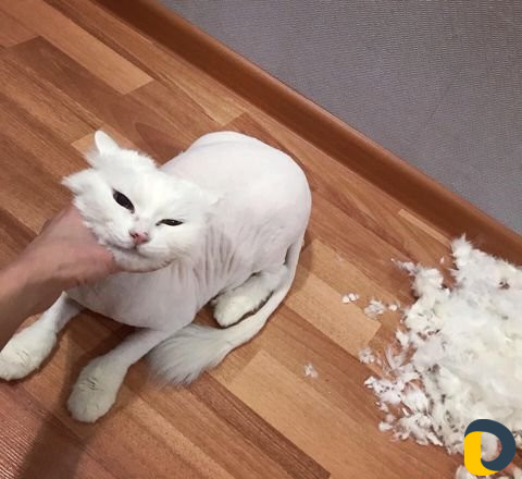Стрижка кошек