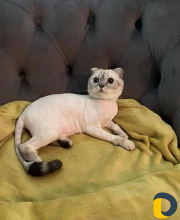 Стрижка кошек