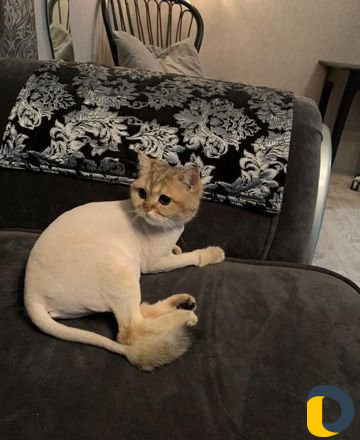 Стрижка кошек