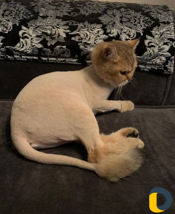 Стрижка кошек