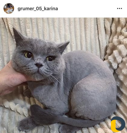 Стрижка кошек