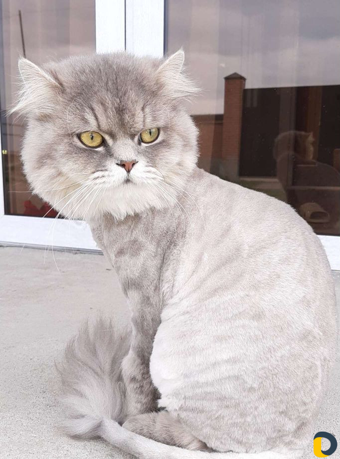 Стрижка кошек