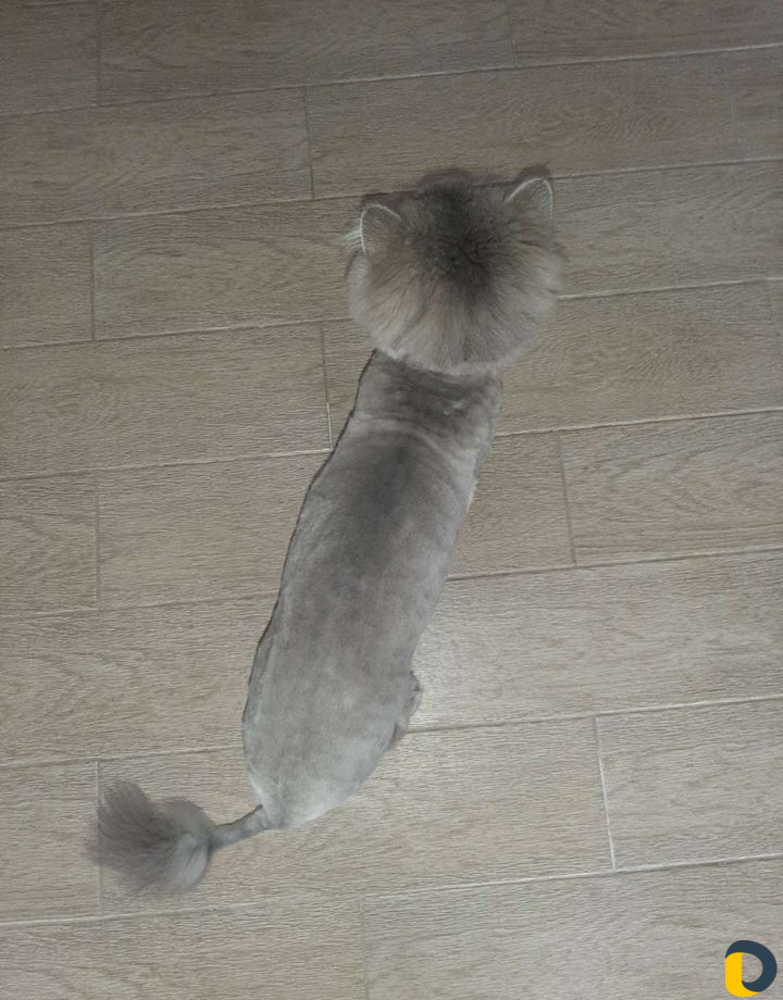 Стрижка кошек