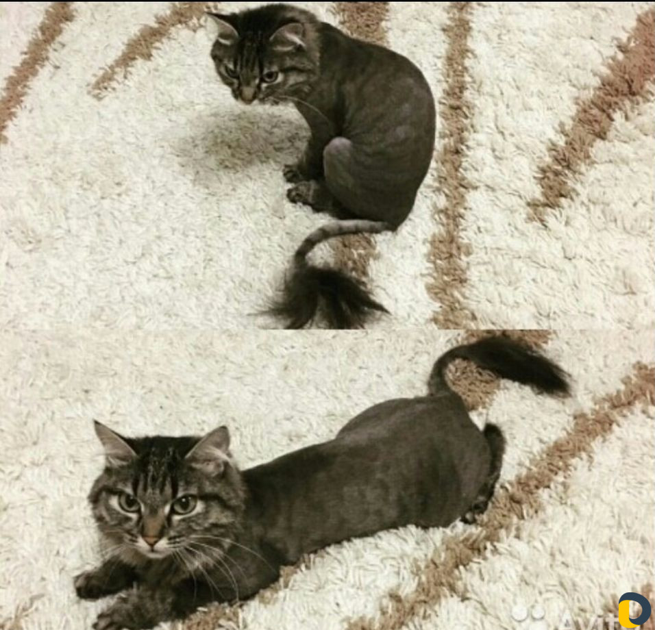 Стрижка кошек)