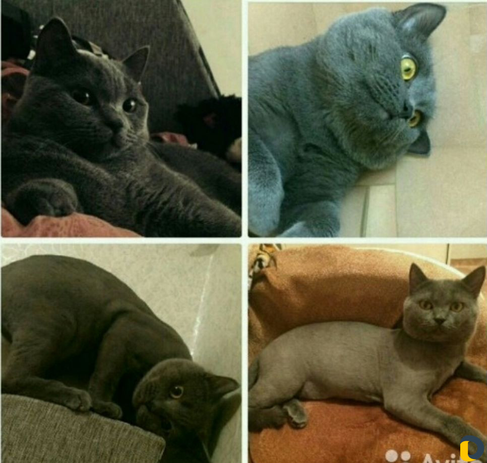 Стрижка кошек)