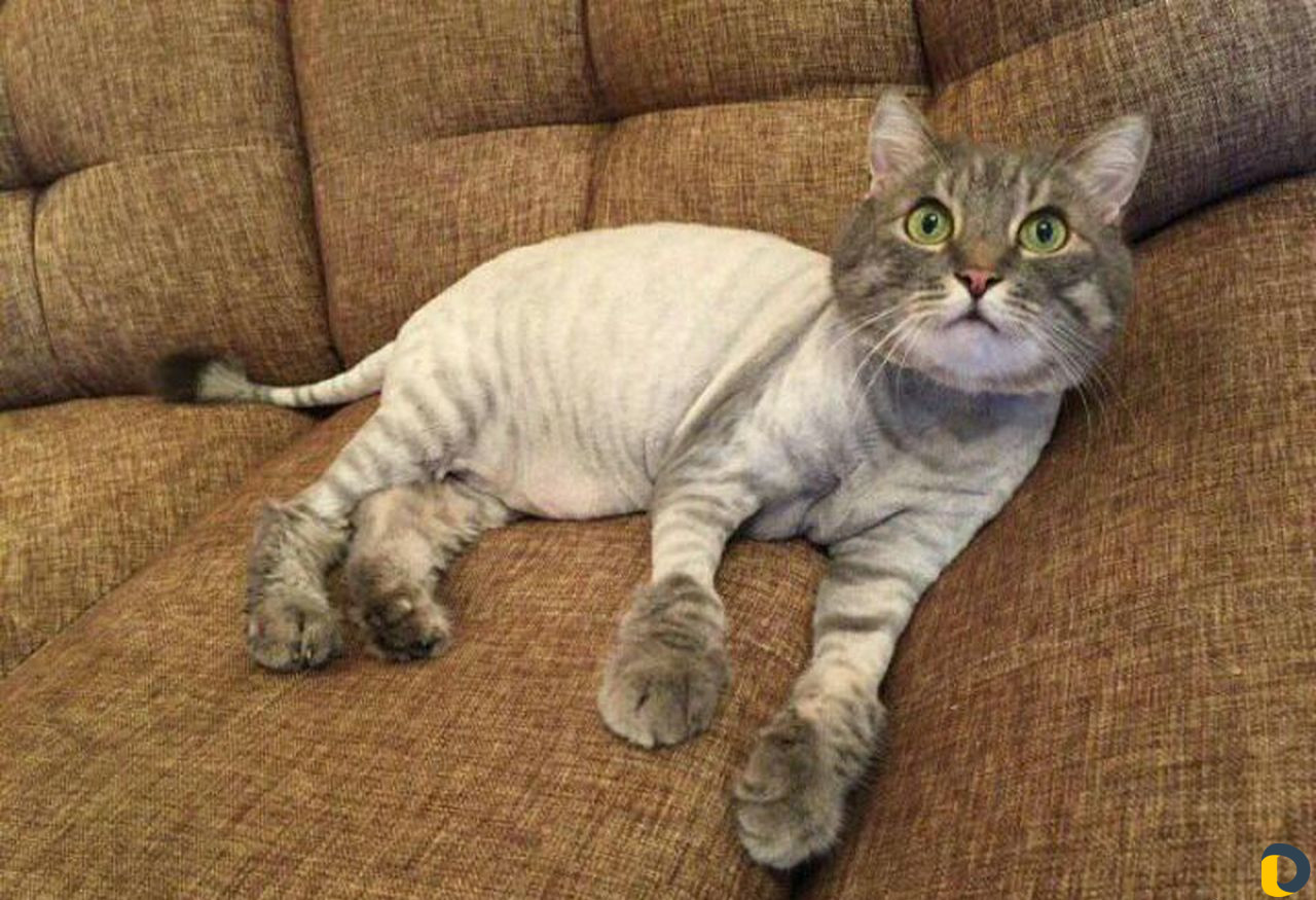 Стрижка кошек)