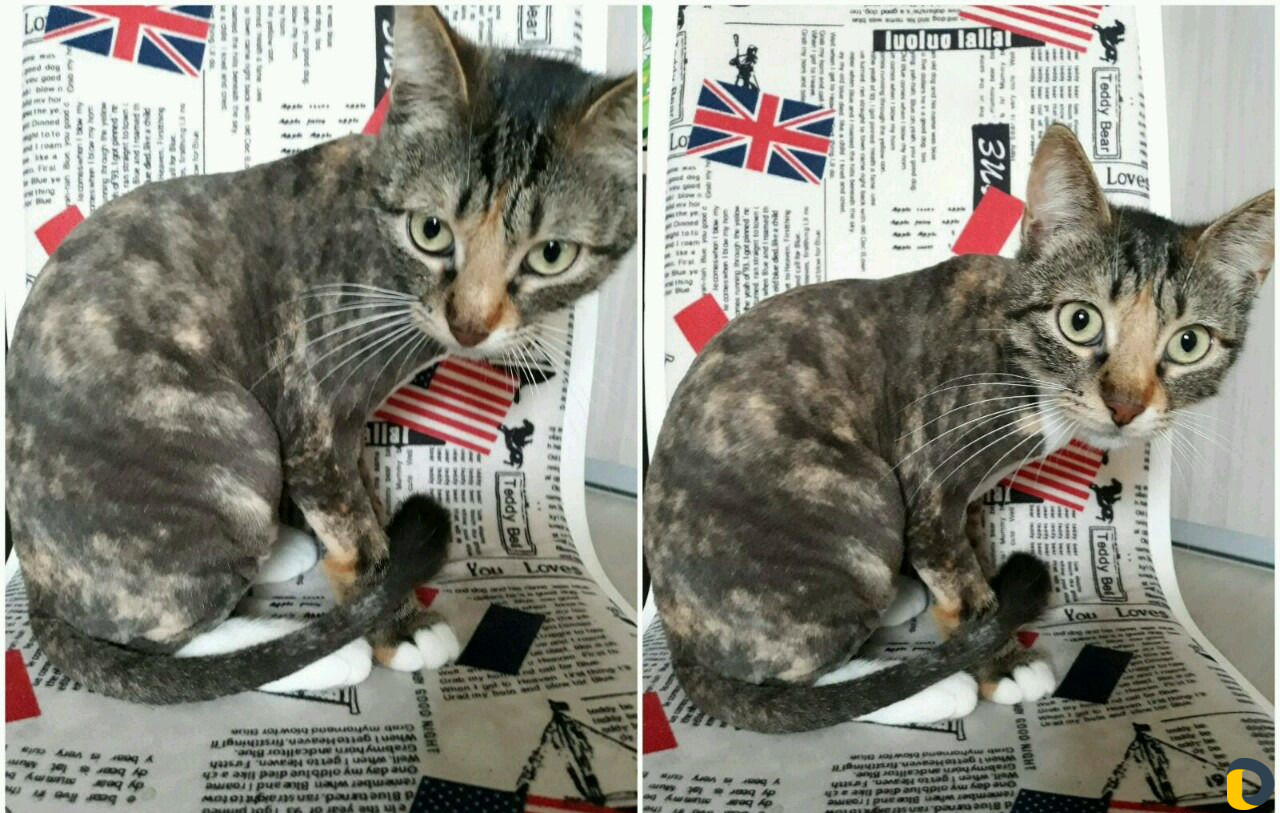 Стрижка кошек)