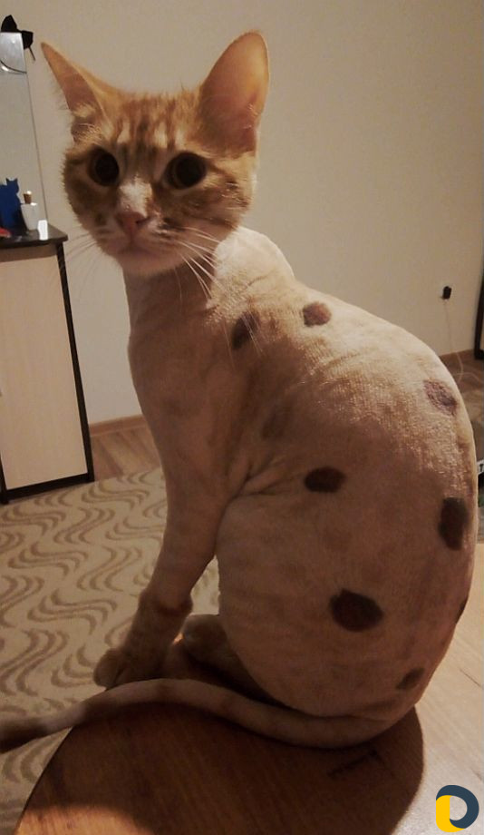 Стрижка кошек)