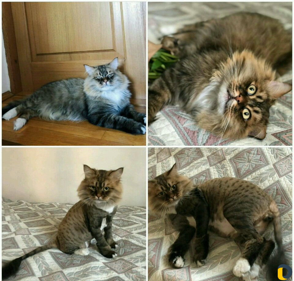 Стрижка кошек)