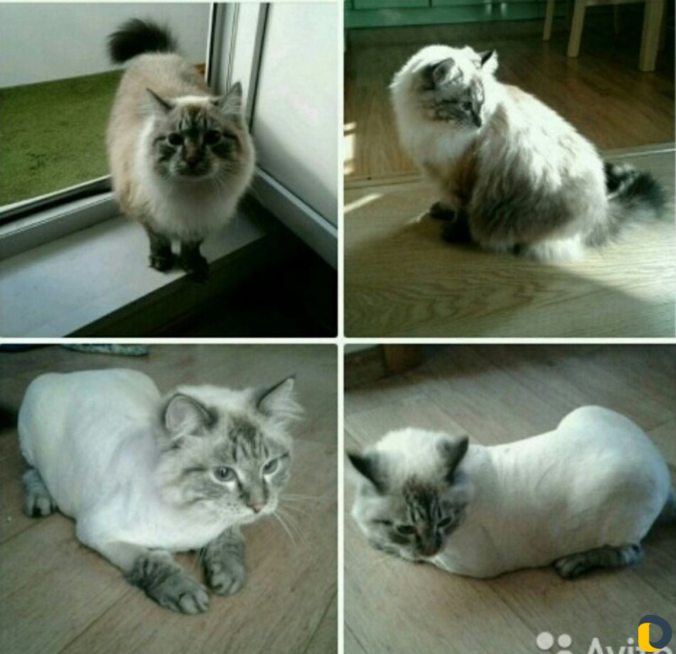 Стрижка кошек)