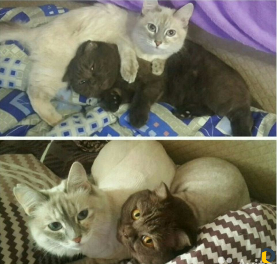 Стрижка кошек)