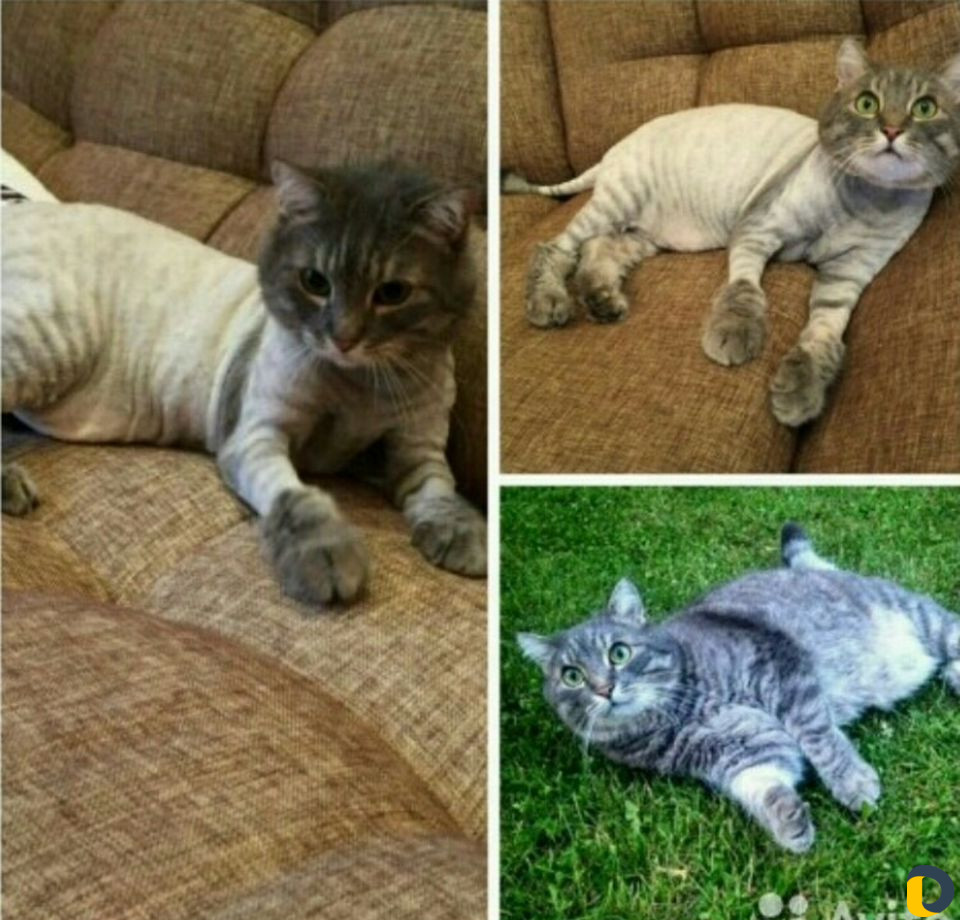 Стрижка кошек)