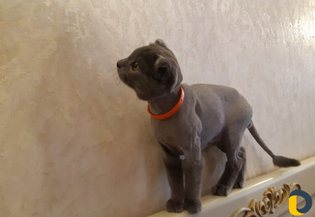 Стрижка кошек - выезд
