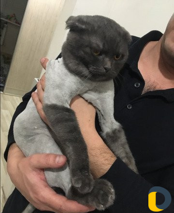 Стрижка кошек - выезд