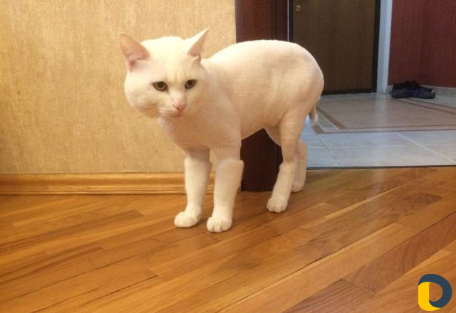 Стрижка кошек - выезд