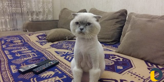 Стрижка кошек - выезд