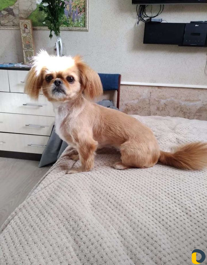 Стрижка котов и собак