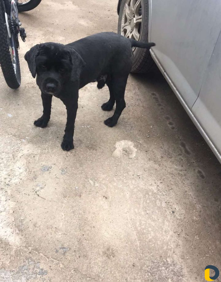 Стрижка котов и собак