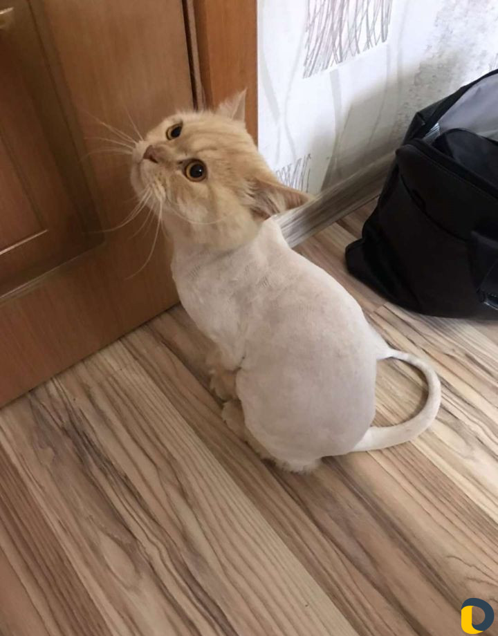 Стрижка котов и собак