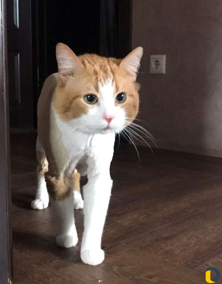 Стрижка котов и собак