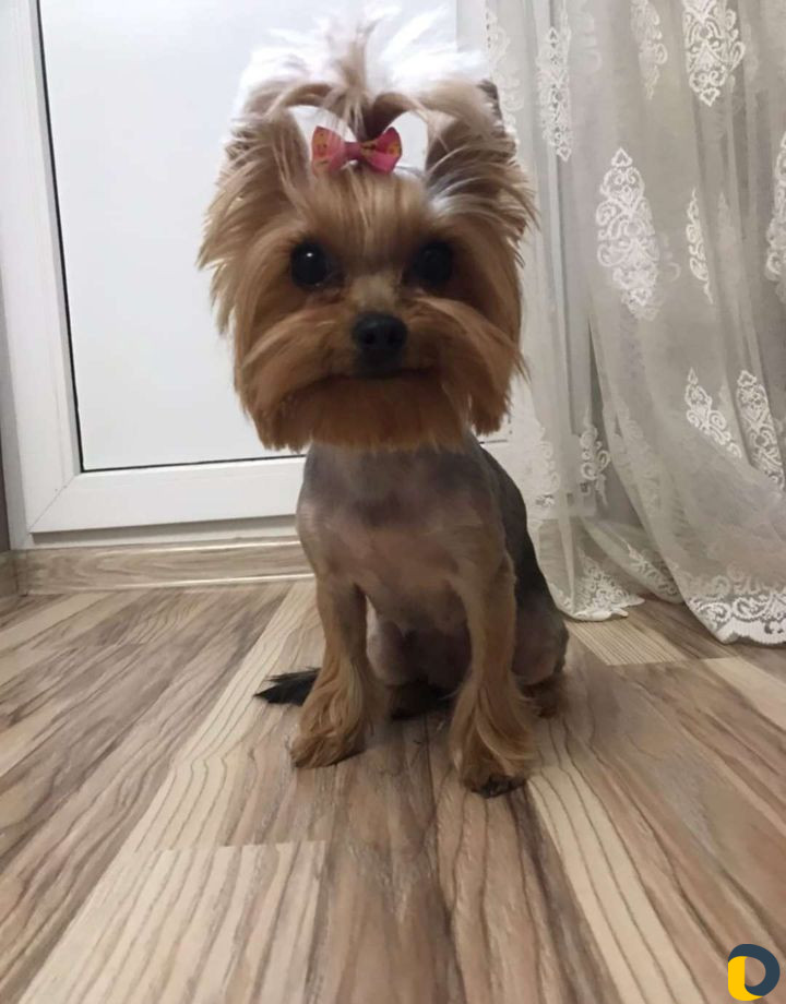 Стрижка котов и собак