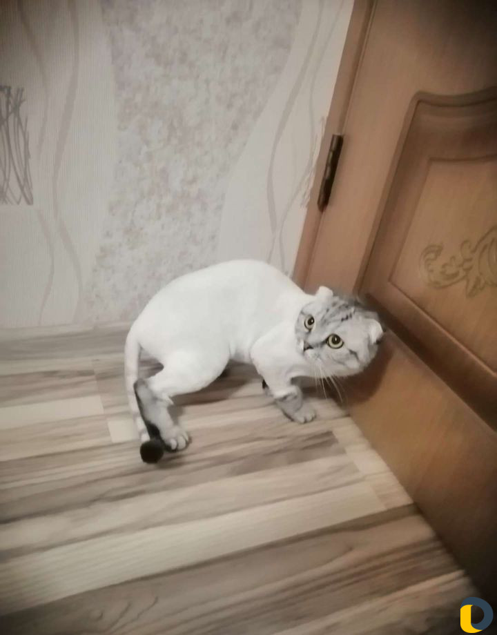 Стрижка котов и собак