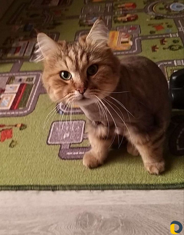 Стрижка котов и собак