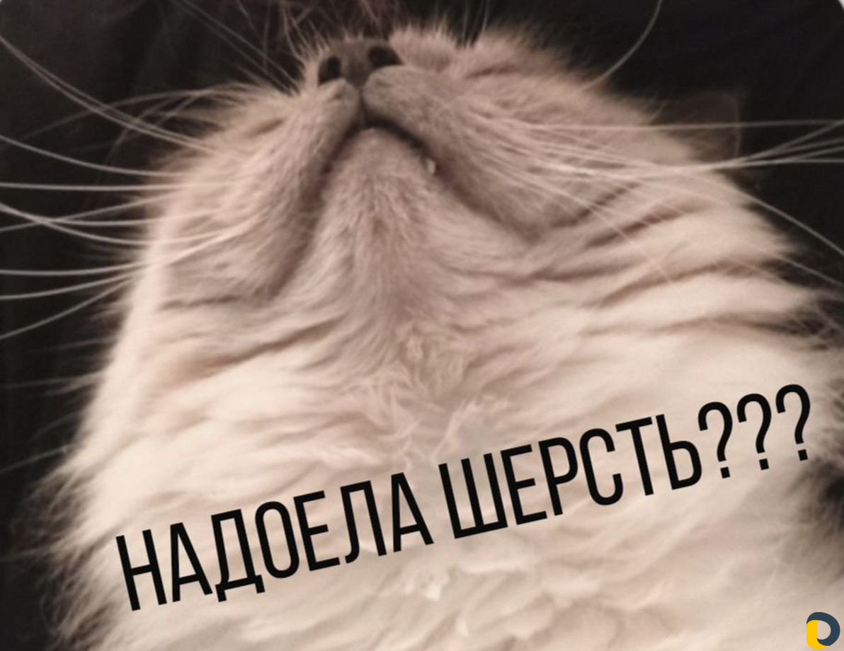 Стрижка котов, кошек и собак с выездом на дом