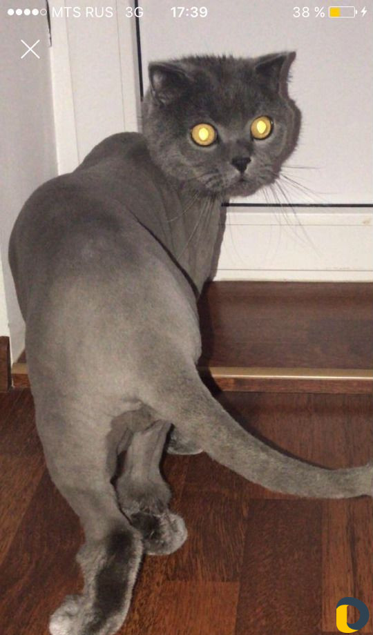Стрижка котов. (все включено)