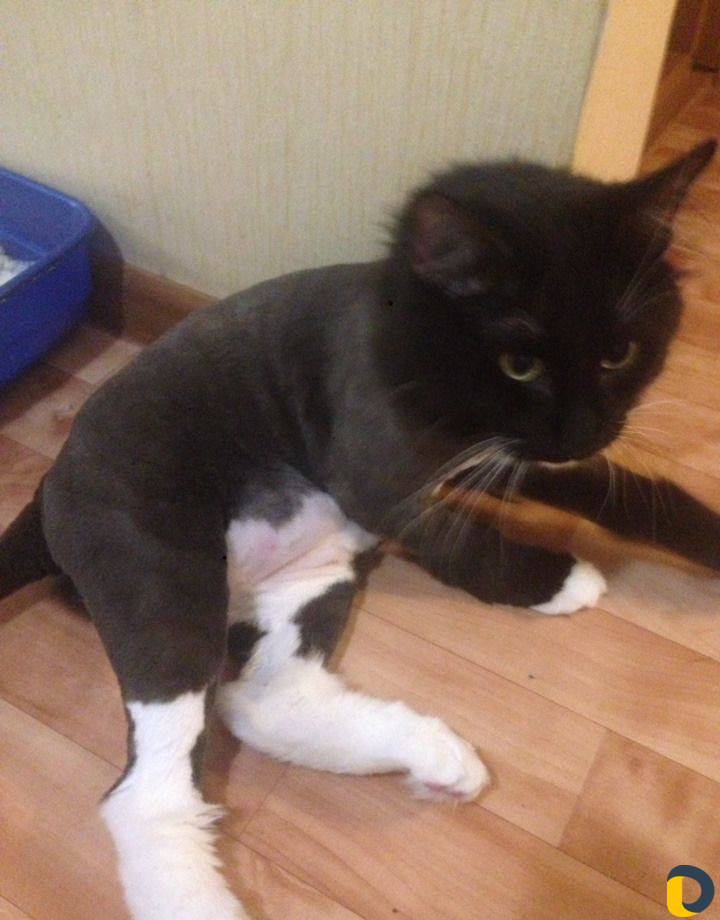 Стрижка котов. (все включено)