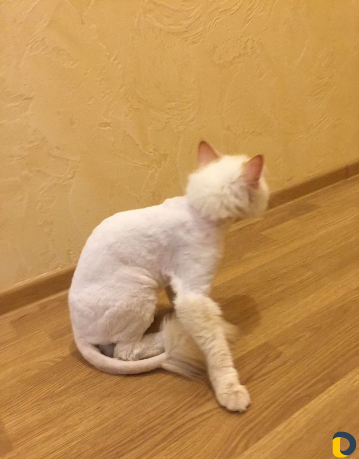 Стрижка котов. (все включено)