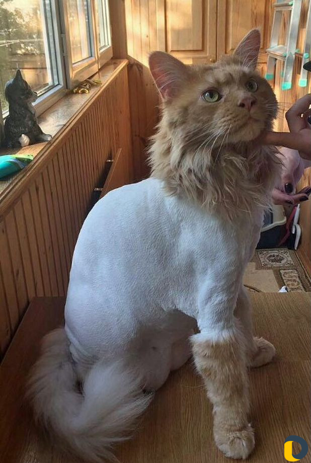 Стрижка котов. (все включено)