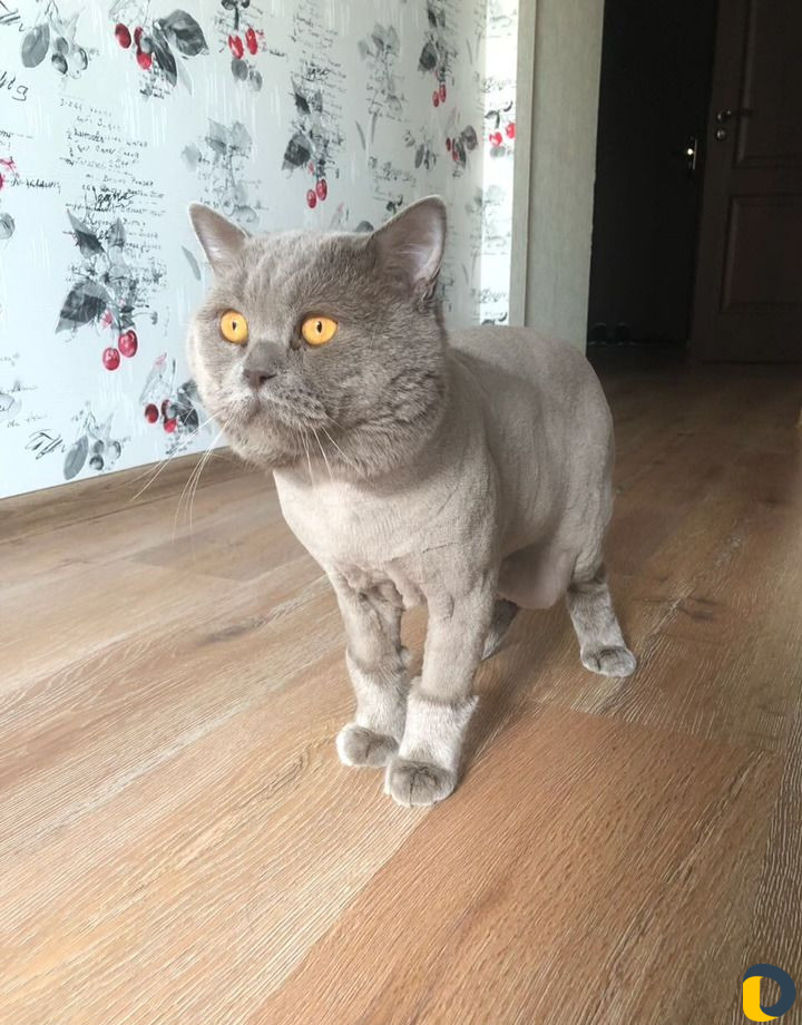 Стрижка котов. (все включено)