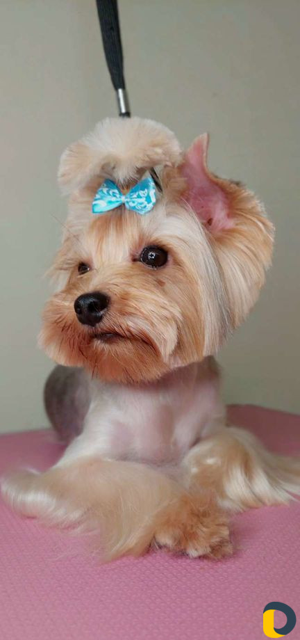 Стрижка собак и кошек. грумер. груминг