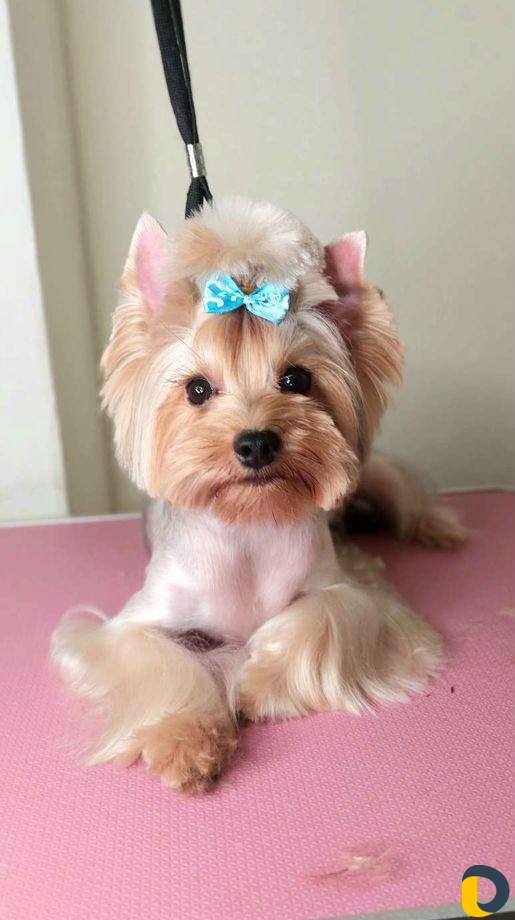 Стрижка собак и кошек. грумер. груминг