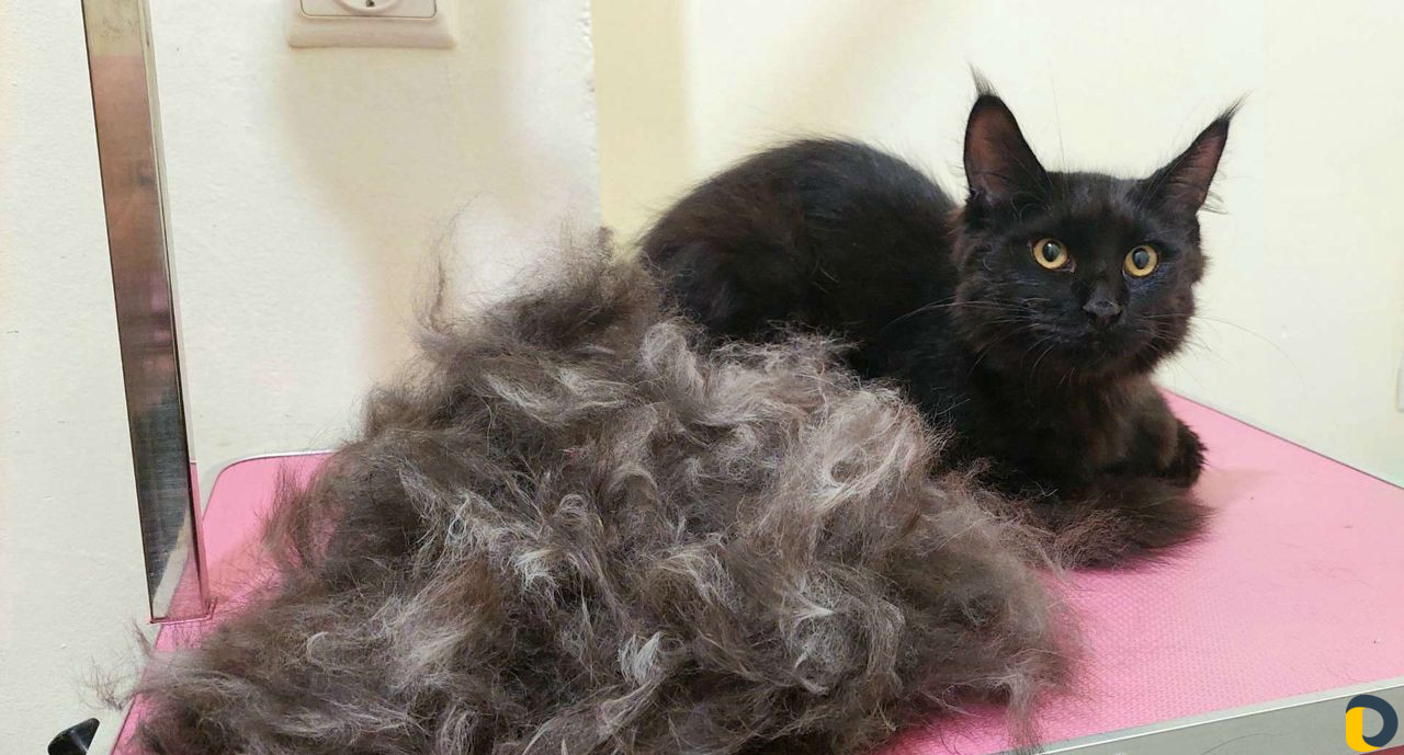 Стрижка собак и кошек. грумер. груминг