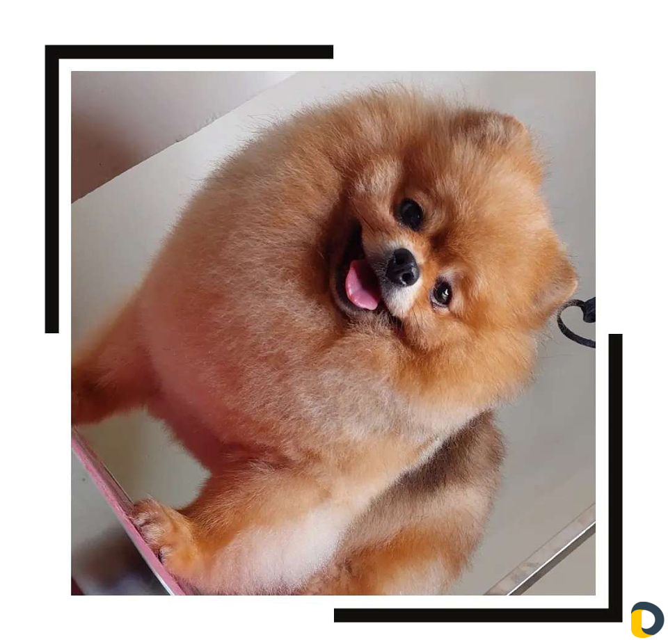 Стрижка собак и кошек. грумер. груминг