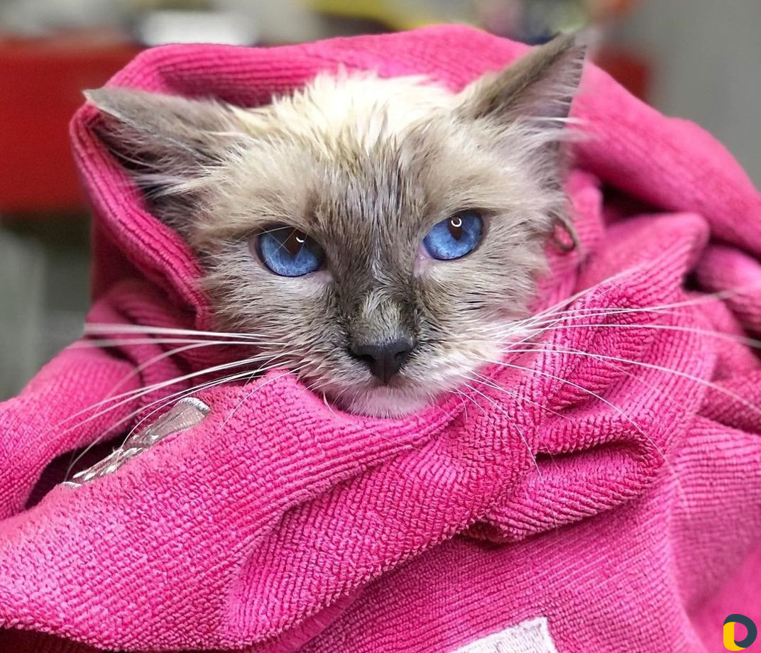 Стрижка собак и кошек. грумер. груминг