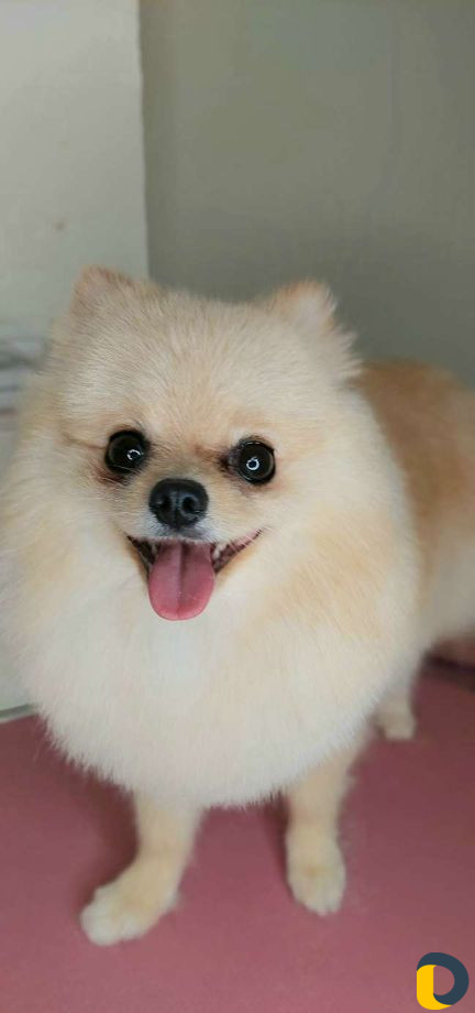 Стрижка собак и кошек. грумер. груминг