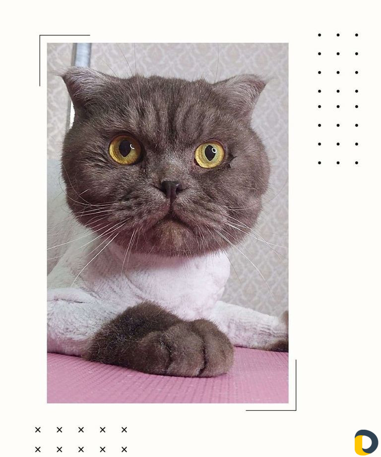 Стрижка собак и кошек. грумер. груминг