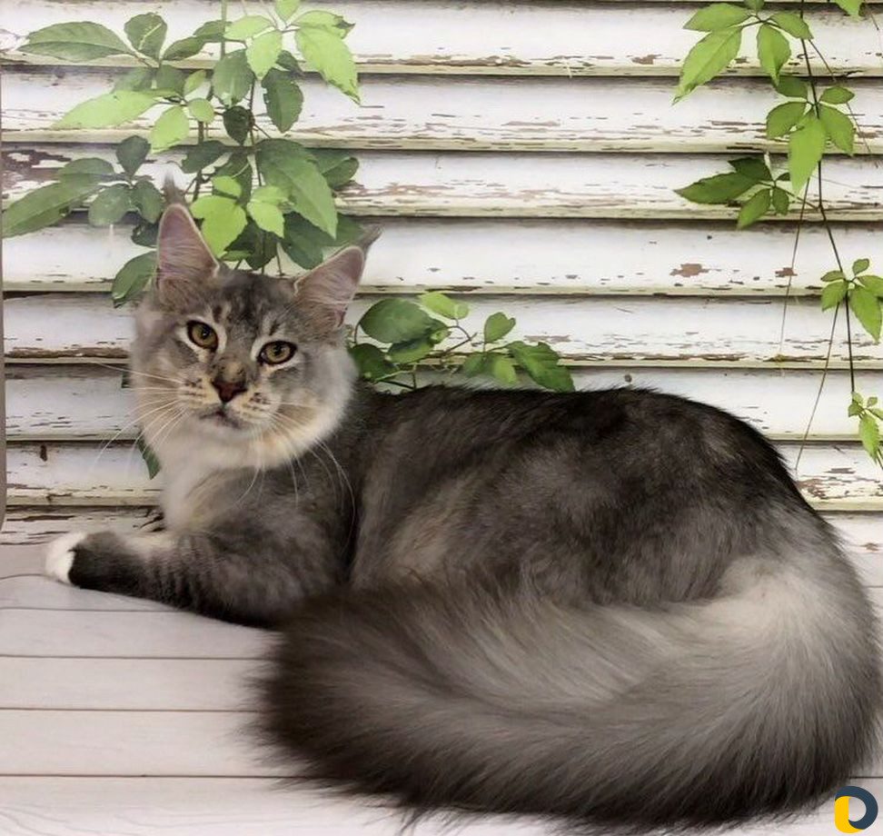 Стрижка собак и кошек