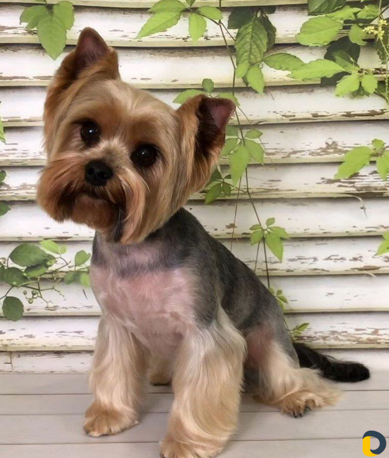 Стрижка собак и кошек