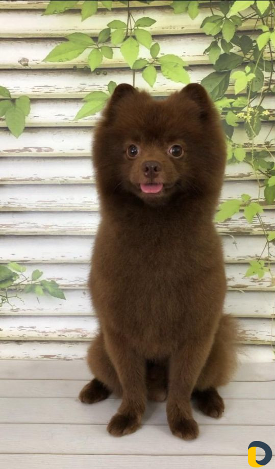 Стрижка собак и кошек