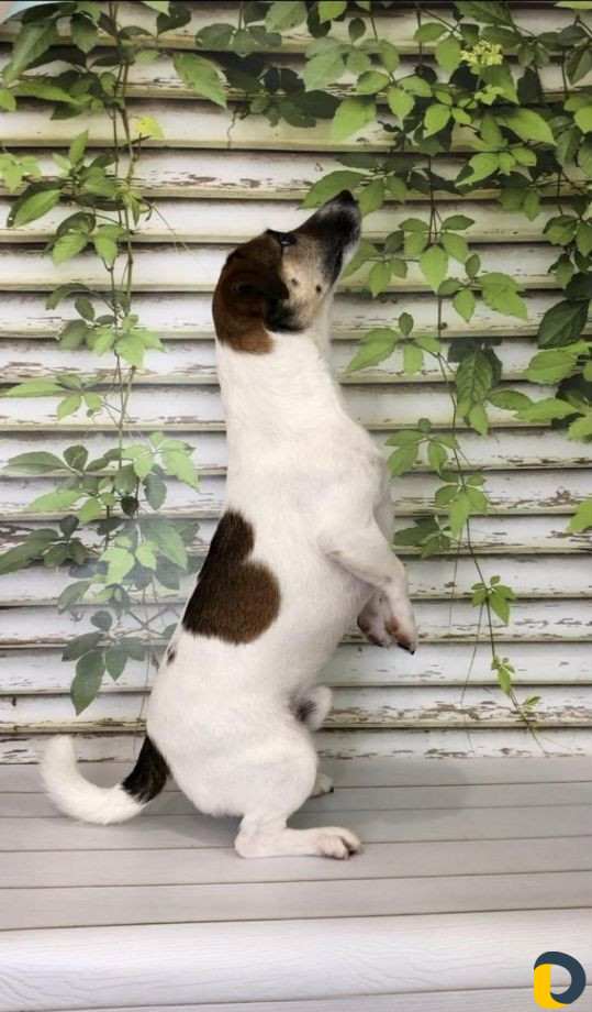 Стрижка собак и кошек