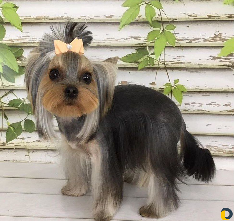 Стрижка собак и кошек