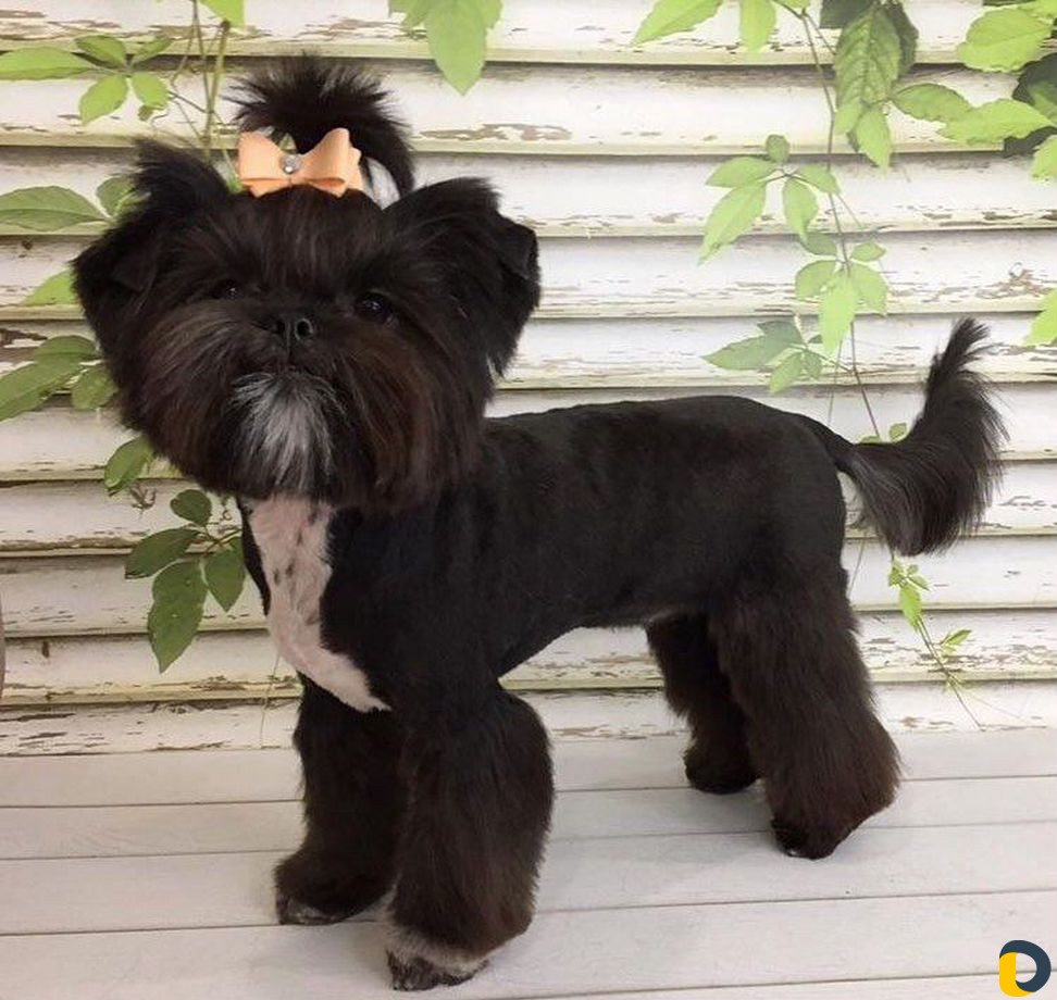 Стрижка собак и кошек