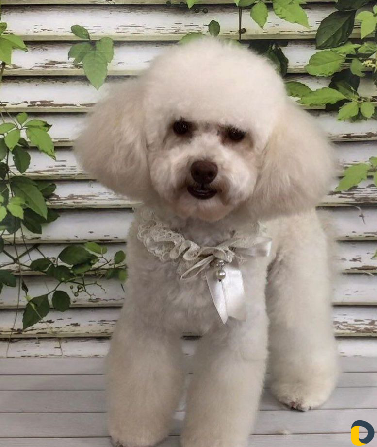 Стрижка собак и кошек