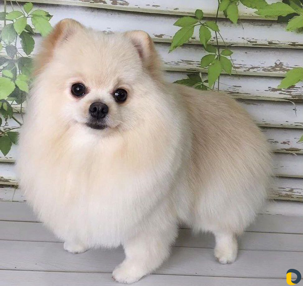 Стрижка собак и кошек