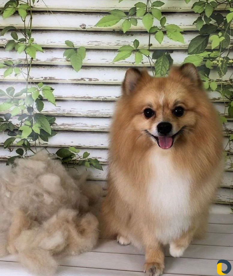 Стрижка собак и кошек