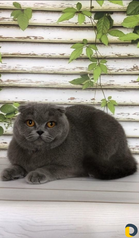 Стрижка собак и кошек